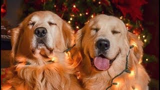 Сute and funny video about dogs.