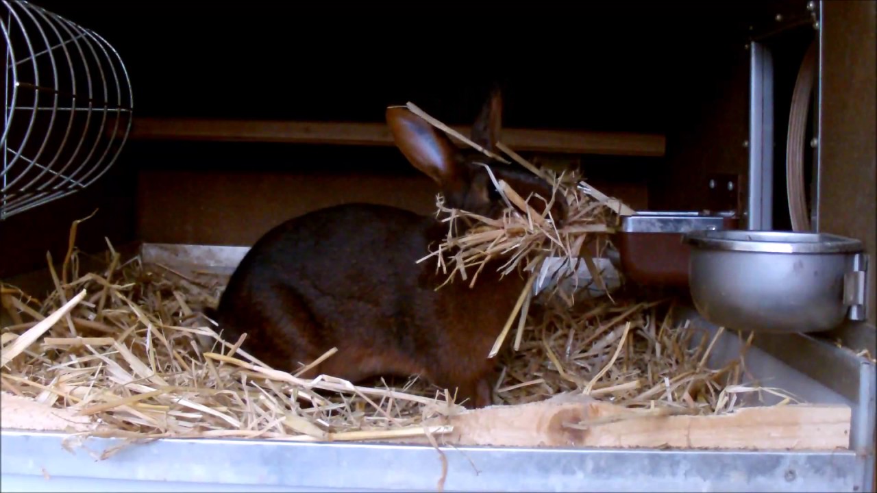 Kaninchen Baut Nest Wie Lange Bis Zur Geburt Kaninchen beim Nestbau - YouTube