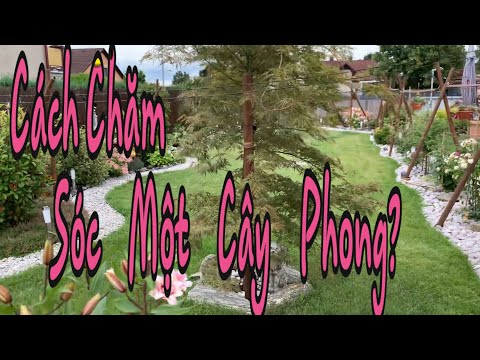 Video: Thông tin về cây phong Hàn Quốc: Chăm sóc phong cảnh cho cây phong Hàn Quốc