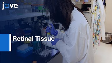 Mitochondrial Respiration and Glycolysis Study in Retinal Tissue | Protocol Preview