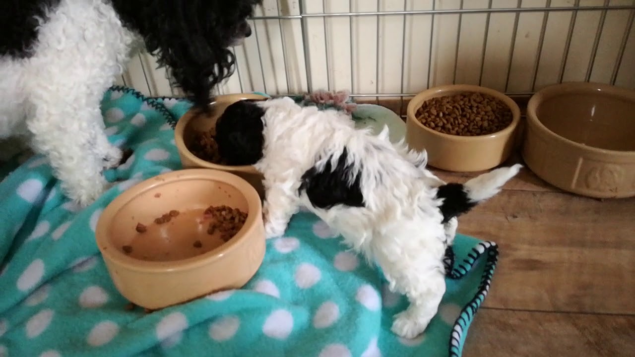 Parti Toy Poodle Doris with her Pups 2