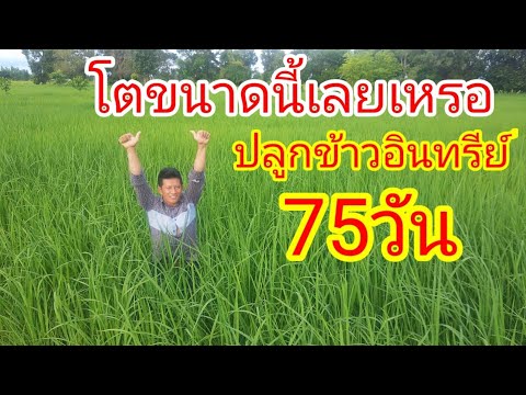 ปลูกข้าวอินทรีย์อย่างไรให้ได้ผลดี