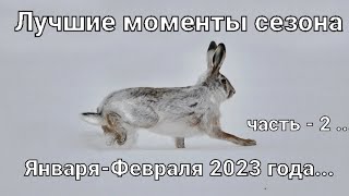 #Охота на зайца-русака. Лучшие моменты сезона января-февраля 2023 года.  часть - 2 ...