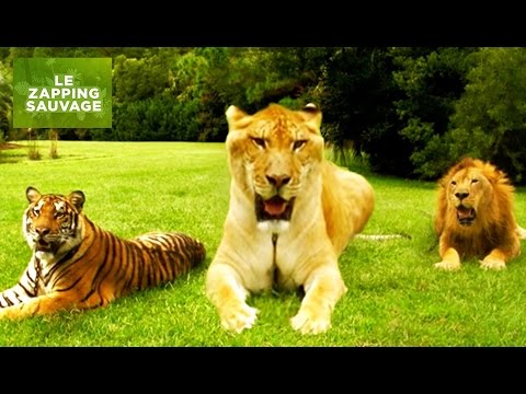 Vidéo: Les ligres sont des hybrides de lions et de tigres