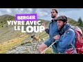 Loup et berger  le dfi des attaques