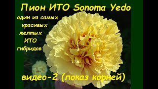 Itoh Peony Sonoma Yedo Пион ИТО гибрид Сонома Едо, один из самых красивых желтых ИТО гибридов