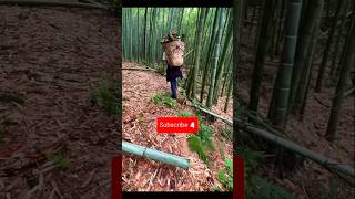 Bamboo cultivation in China 🇨🇳😱(1080P HD