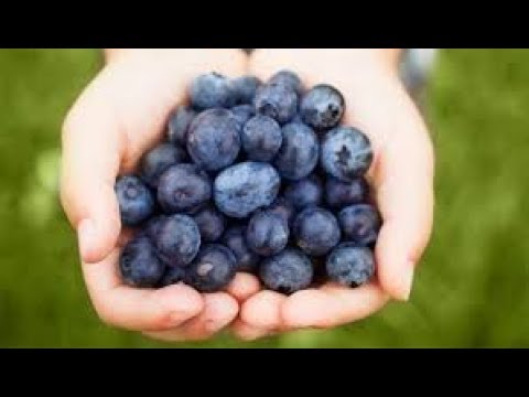 Video: Mirtilli Schiacciati Con Lo Zucchero. Ricetta Passo Passo Con Foto