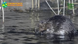 Beavers prepare for winter frosts / Eurasian beaver / Castor fiber / Обыкновенный бобр. Green Video