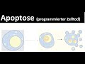 Apoptose - programmierter Zelltod [+ Nekrose] - [Biologie, Oberstufe]