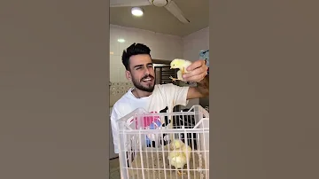هم تحبون الكتاكيت مهيمن علاء 