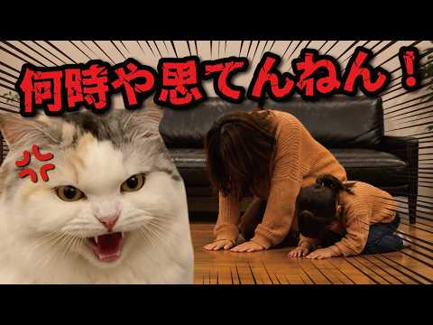 夜遅くに帰宅した親子に猫２匹から特大説教が…！！