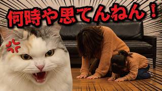 夜遅くに帰宅した親子に猫２匹から特大説教が…！！