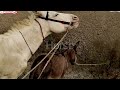Donkey Mating Caught in Home Village | Rare Rural Animal Breeding Scene