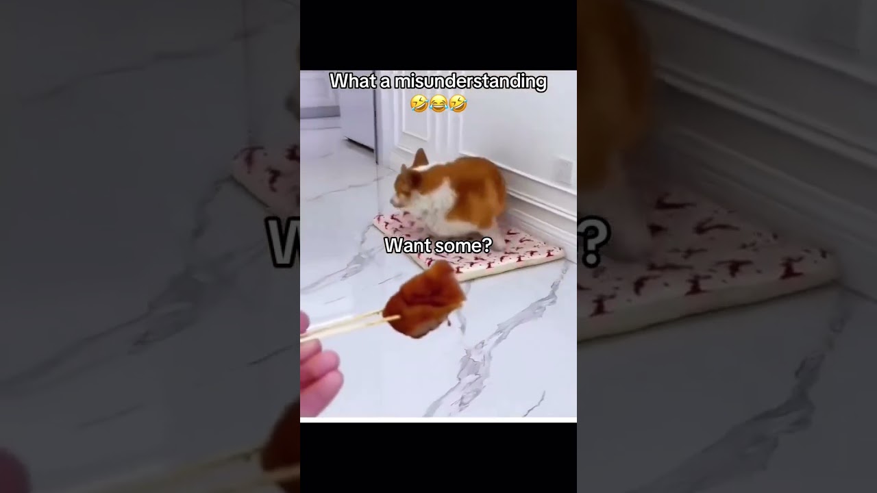 Misunderstood the assignment 😭 