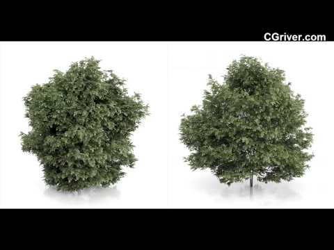 CGAxis 3D Model