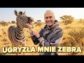 Ugryzła Mnie Zebra! | Pal Hajs TV