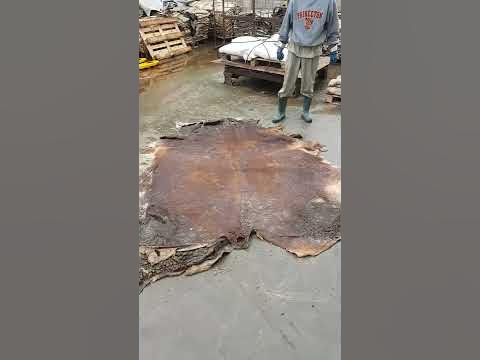 Шкура КРС - YouTube