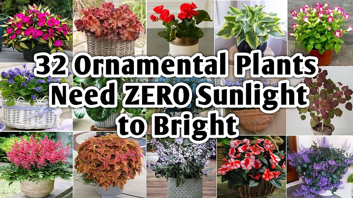 32 Indoor Ornamental Plants for Shade | Ornamental Plants for Shade | Plant and Planting - DayDayNews