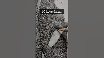 Realistic Elephant drawing... nearly completed #pencildrawing #pencilart #