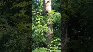 Яркий 🦜 #Дятел на Сосне Обедает: Дикие #Птицы и Природа #Woodpecker 4k Birds & Nature Shorts Videos
