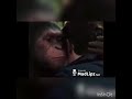 معك شمه معك شمه
