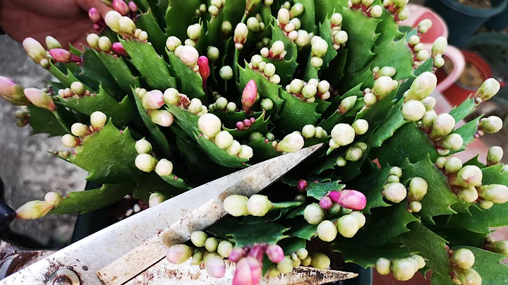 蟹爪蘭開花前，這個「動作」你下手越狠，它開花就越多！ - 天天要聞