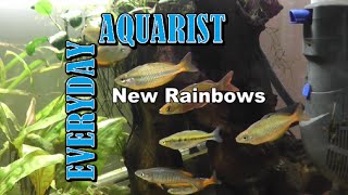 New Rainbow Fish! Melanotaenia Parkinsoni, Boesemani, Trifasciata, Glossolepis Incisus