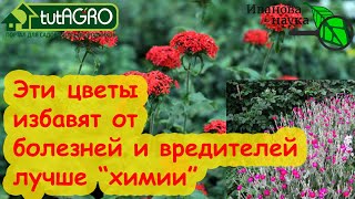 Этот Цветок Еще Мощнее Бархатцев! Посадите Его И Забудете О Болезнях И Вредителях В Саду И Огороде.