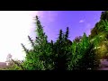 teaser EverweedCbd- 4.Конопля почти поспела!