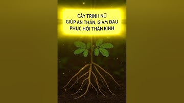 CÂY TRINH NỮ, GIÚP AN THẦN, GIẢM ĐAU, PHỤC HỒI THẦN KINH  #caythuocvietnam #dongyhiendai #dongy