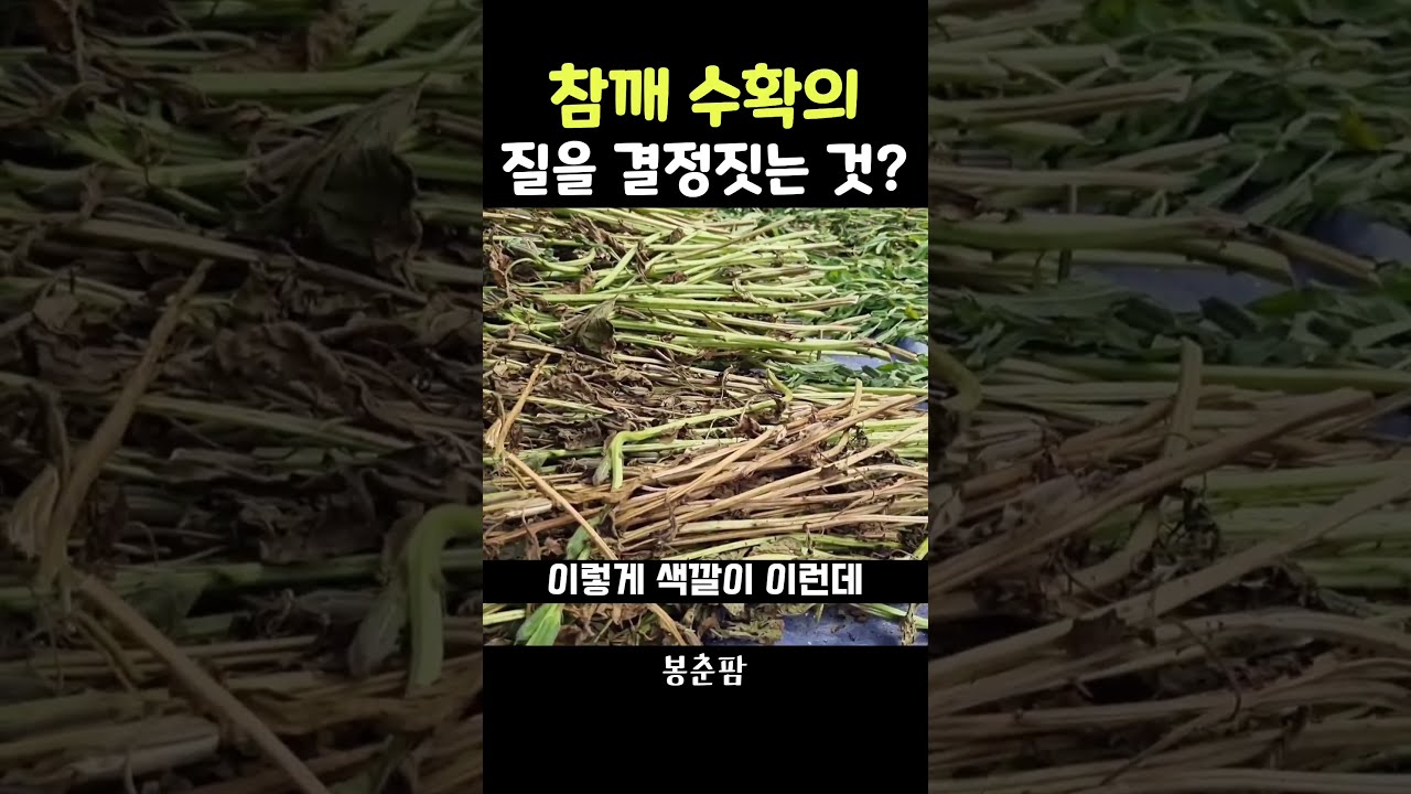 What Are The Success Or Failure Factors Of Sesame Harvest 