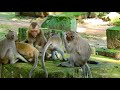 OMG, It's amazing babies monkey, many actively style, natural life animal. planet, they are friendly