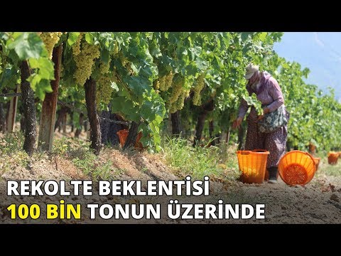 Video: Üzüm Nasıl çimdiklenir? Yeni Başlayanlar Için Gereksiz Sürgünlerden Yazlık üzüm Toplama