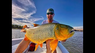 Golden Dorado 56lb/25.4KG in Salto Grande on the Uruguay River