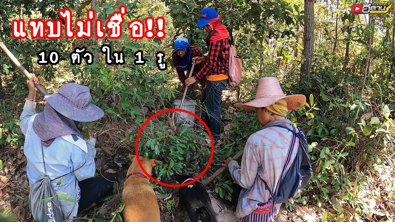 แทบบ่น่าเชื่อ!! ได้ 10ตัวในรู(ฮู)เดียว หาขุดแมงป่อง ขุดแมงเงา เทิ่งหมานเทิ่งม่วนฮ่าๆ!!