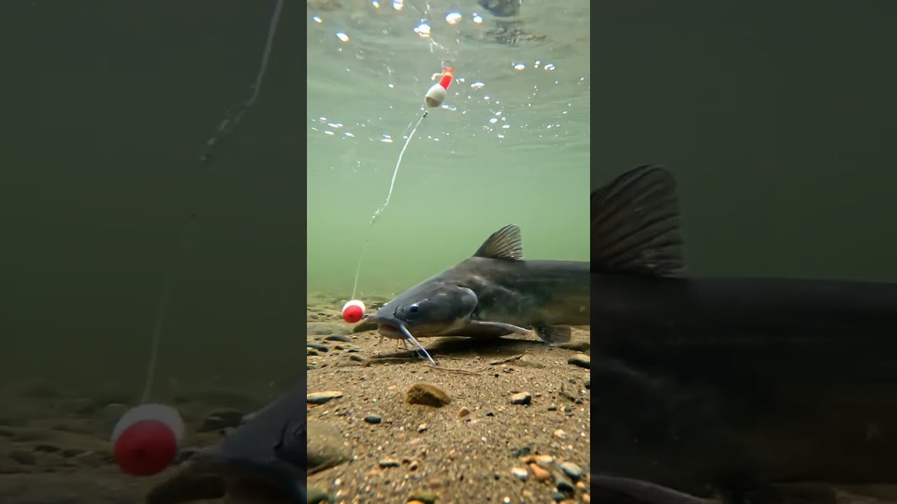 🎣 CRAZY Fish BITE! 🤯 Unbelievable Bait Results! 🐟 You WON'T Believe It! 