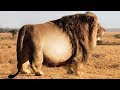 15 Fattest Animals In The World!