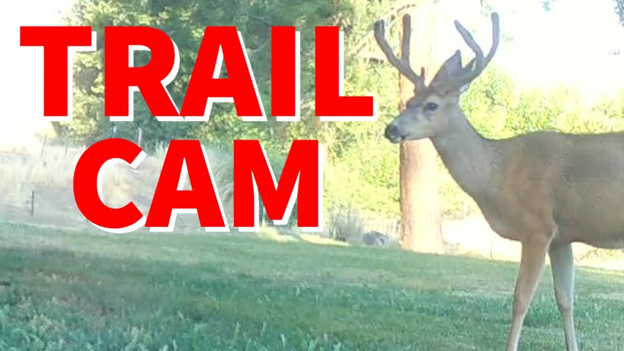 Lots Of Cute Baby Deer YouTube lots-of-cute-baby-deer-youtube