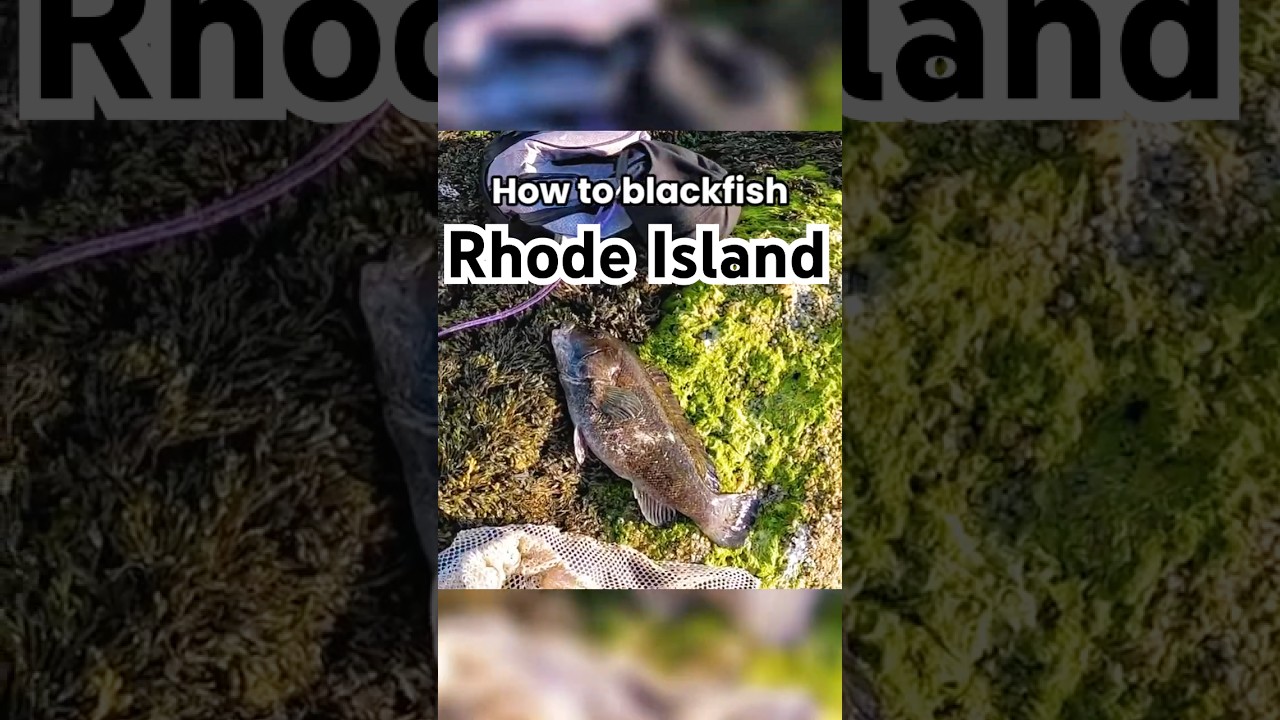 How to catch Blackfish from shore 