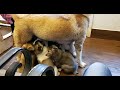 Akita mother nursing her puppies