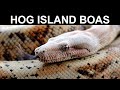 Hog Island Boas