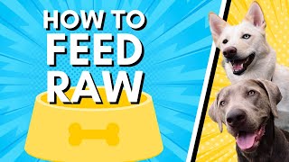 How To Feed Raw Dog Food For Beginners by The Tattooed Dog Trainer 4,196 views 1 year ago 18 minutes