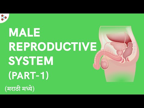 Reproduction - Lesson 23 | Male Reproductive System - in Marathi (मराठी मध्ये) | Don&rsquo;t Memorise