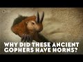 When Rodents Had Horns