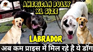 Low price || American bully xl size & labrador for sale | @EynathegsdLife