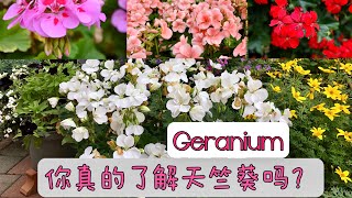 天竺葵Geranien/品种/分类识别/生长习性/种植要点/注意事项/如何配土/施肥/浇水/花后需要做什么/妥妥的干货与你分享/15.09.2022