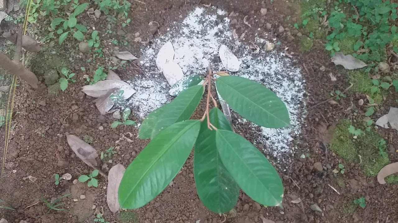 Aplikasi Kapur Dolomit Pada Durian Musang King, Bawor ...