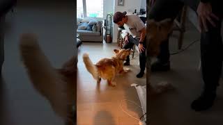 My Dog's Dinner Dance Routine!