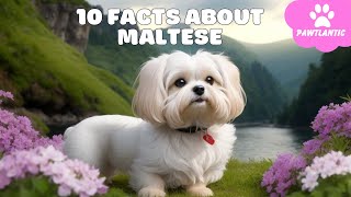 10 Important Facts about Maltese Every New Mom Should Know | Dog Facts